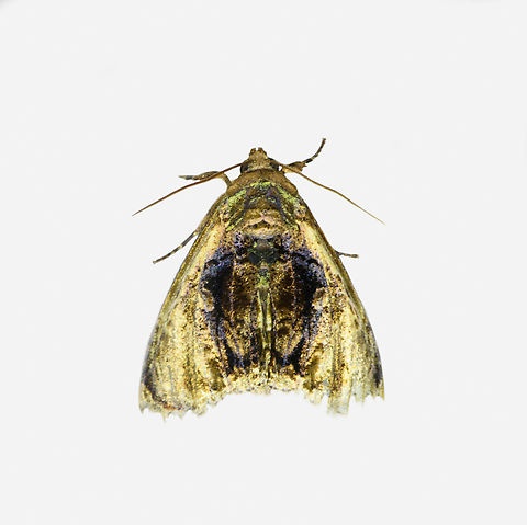 Lepidodes gallopavo, Los Cedros Reserve, Ecuador  Ecuador,Ecuador 2021,Fall,Geotagged,Lepidodes gallopavo,Los Cedros Reserve,South America,World