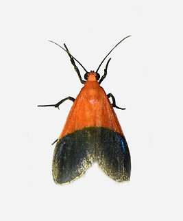 Talara sp., Los Cedros Reserve, Ecuador  Ecuador,Ecuador 2021,Fall,Geotagged,Los Cedros Reserve,South America,World