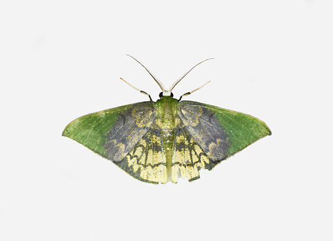 Tachychlora amilletes, Los Cedros Reserve, Ecuador  Ecuador,Ecuador 2021,Fall,Geotagged,Los Cedros Reserve,South America,Tachychlora amilletes,World