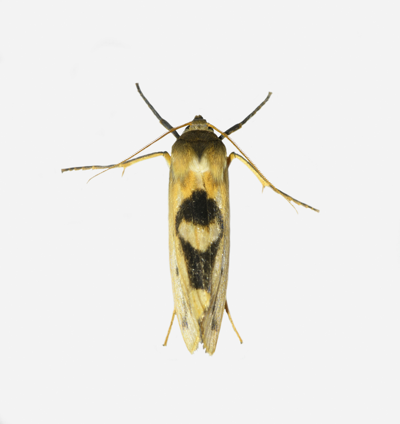 Agylla nitidalis, Los Cedros Reserve, Ecuador  Agylla nitidalis,Ecuador,Ecuador 2021,Fall,Geotagged,Los Cedros Reserve,South America,World