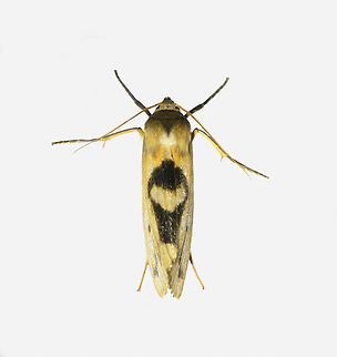 Agylla nitidalis, Los Cedros Reserve, Ecuador  Agylla nitidalis,Ecuador,Ecuador 2021,Fall,Geotagged,Los Cedros Reserve,South America,World