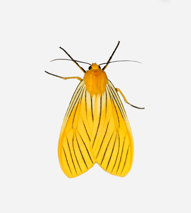 Black-veined Yellow, Los Cedros Reserve, Ecuador  Black-veined Yellow,Ecuador,Ecuador 2021,Fall,Geotagged,Los Cedros Reserve,Pseudischnocampa nervosa,South America,World