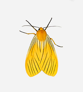 Black-veined Yellow, Los Cedros Reserve, Ecuador  Black-veined Yellow,Ecuador,Ecuador 2021,Fall,Geotagged,Los Cedros Reserve,Pseudischnocampa nervosa,South America,World