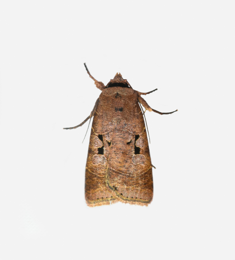 Praina temperata, Los Cedros Reserve, Ecuador  Ecuador,Ecuador 2021,Fall,Geotagged,Los Cedros Reserve,Praina temperata,South America,World