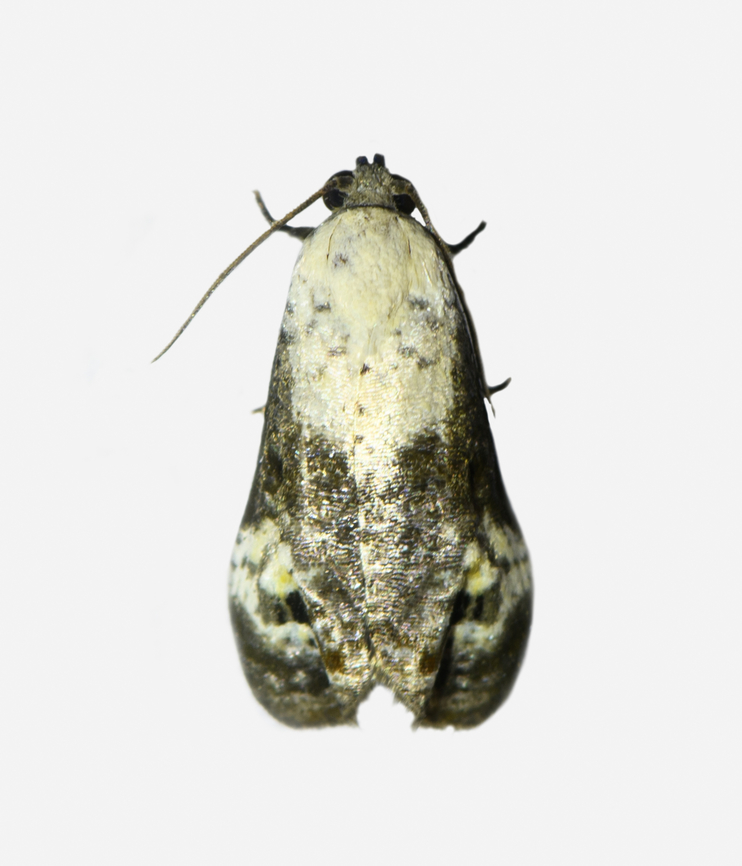 Bird dropping moth / Noctuidae, Los Cedros Reserve, Ecuador  Ecuador,Ecuador 2021,Fall,Geotagged,Los Cedros Reserve,South America,World