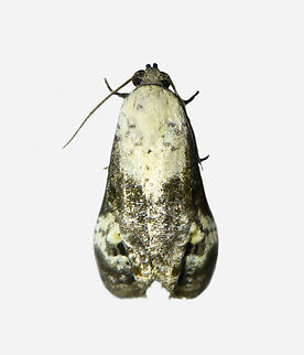 Bird dropping moth / Noctuidae, Los Cedros Reserve, Ecuador  Ecuador,Ecuador 2021,Fall,Geotagged,Los Cedros Reserve,South America,World