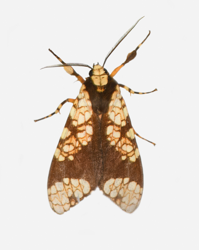 Aemilia rubriplaga, Los Cedros Reserve, Ecuador  Aemilia rubriplaga,Ecuador,Ecuador 2021,Fall,Geotagged,Los Cedros Reserve,South America,World