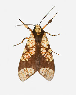 Aemilia rubriplaga, Los Cedros Reserve, Ecuador  Aemilia rubriplaga,Ecuador,Ecuador 2021,Fall,Geotagged,Los Cedros Reserve,South America,World