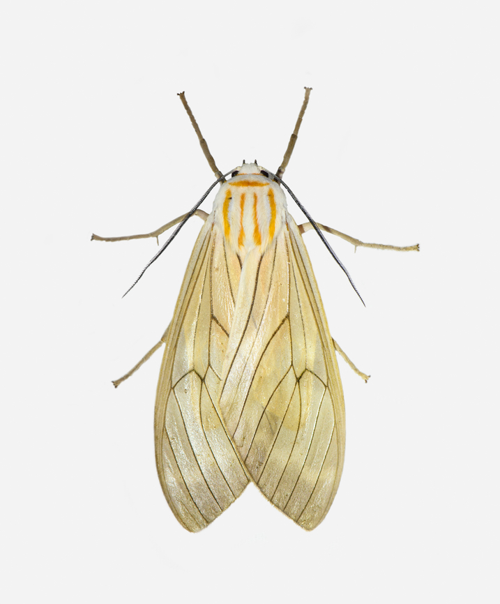 Amastus aconia, Los Cedros Reserve, Ecuador  Amastus aconia,Ecuador,Ecuador 2021,Fall,Geotagged,Los Cedros Reserve,South America,World