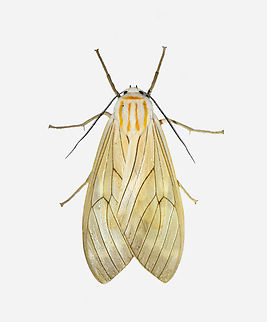 Amastus aconia, Los Cedros Reserve, Ecuador  Amastus aconia,Ecuador,Ecuador 2021,Fall,Geotagged,Los Cedros Reserve,South America,World