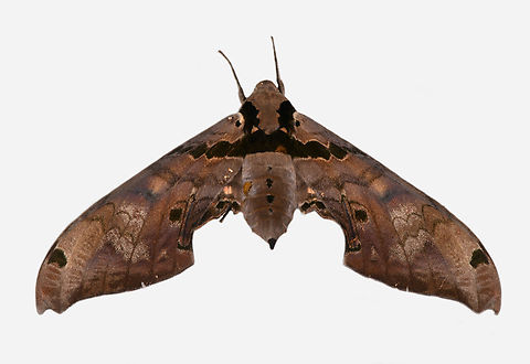 Adhemarius gannascus, Los Cedros Reserve, Ecuador  Adhemarius gannascus,Ecuador,Ecuador 2021,Fall,Geotagged,Los Cedros Reserve,South America,World