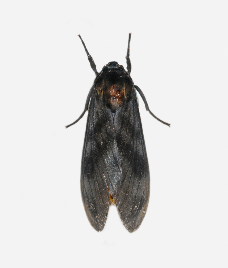 Thysanoprymna cepiana, Los Cedros Reserve, Ecuador  Ecuador,Ecuador 2021,Fall,Geotagged,Los Cedros Reserve,South America,Thysanoprymna cepiana,World