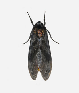 Thysanoprymna cepiana, Los Cedros Reserve, Ecuador  Ecuador,Ecuador 2021,Fall,Geotagged,Los Cedros Reserve,South America,Thysanoprymna cepiana,World