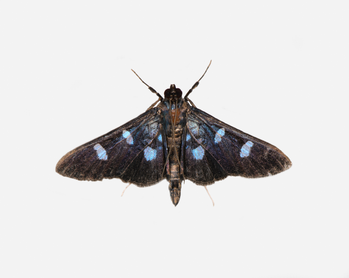 Desmia octomaculalis, Los Cedros Reserve, Ecuador  Desmia octomaculalis,Ecuador,Ecuador 2021,Fall,Geotagged,Los Cedros Reserve,South America,World