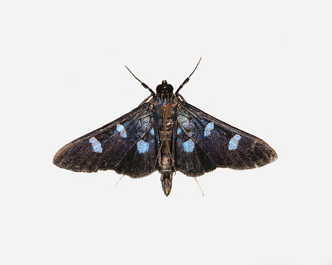 Desmia octomaculalis, Los Cedros Reserve, Ecuador  Desmia octomaculalis,Ecuador,Ecuador 2021,Fall,Geotagged,Los Cedros Reserve,South America,World