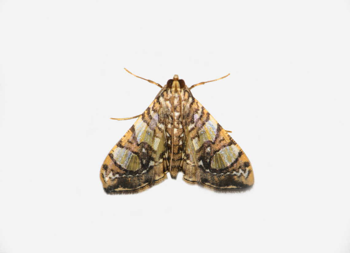 Glyphodes sibillalis, Los Cedros Reserve, Ecuador  Ecuador,Ecuador 2021,Fall,Geotagged,Glyphodes sibillalis,Los Cedros Reserve,South America,World