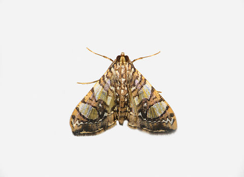 Glyphodes sibillalis, Los Cedros Reserve, Ecuador  Ecuador,Ecuador 2021,Fall,Geotagged,Glyphodes sibillalis,Los Cedros Reserve,South America,World