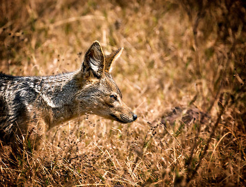 Black-backed jackal closeup in hunting pose on Ngorongoro crater floor This isn't a true closeup, rather a large crop, so I had to sacrifice technical quality to bring out some detail on its head. Still I think this photo shows how well it blends into its environment. Africa,Black-backed jackal,Canis mesomelas,Ngorongoro,Ngorongoro Crater,Serengeti area,Tanzania