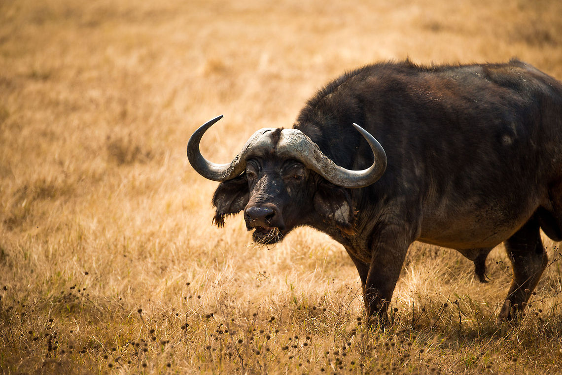 Enormous African Buffalo grazing on Ngorongoro crater floor I&#039;d guestimate that this particular Buffalo is on the upper end of their 500-1000 kilogram weight range.  Africa,African buffalo,Geotagged,Ngorongoro,Ngorongoro Crater,Serengeti area,Syncerus caffer,Tanzania