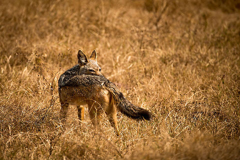 Black-backed jackal sneaking on Ngorongoro crater floor I took dozens of photos of this spotting of a Black-backed Jackal that seemed to appear out of thin air from the tall grass of the Ngorongoro crater floor. This, however, is my personal favorite. Somehow this pose expresses their sneaky and opportunistic nature. And an opportunist it is. It will scavenge, hunt alone, hunt in packs, or even eat fruits, whatever it takes to not go hungry. Africa,Black-backed jackal,Canis mesomelas,Geotagged,Ngorongoro,Ngorongoro Crater,Serengeti area,Tanzania