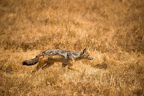 Black-backed jackal in hunting pose on Ngorongoro crater floor Mouth closed, ears forward, eyes without blinking, body straight....this Jackal is on to something.  Africa,Black-backed jackal,Canis mesomelas,Ngorongoro,Ngorongoro Crater,Serengeti area,Tanzania