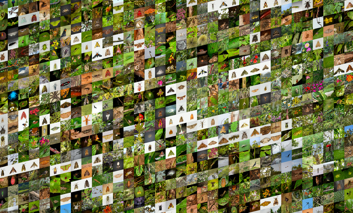 Ecuador 2021 trip summary With this collage I'm wrapping up overage of our 2021 Ecuador trip. Some stats and links below, for the interested.<br />
<br />
Full travel report:<br />
<a href="https://ferdychristant.com/ecuador-2021-travel-report-d4653820de46" rel="nofollow">https://ferdychristant.com/ecuador-2021-travel-report-d4653820de46</a><br />
<br />
Stats:<br />
1,460 published photos<br />
1,036 species<br />
322 species intros<br />
624 country intros<br />
species identification rate: 73%<br />
<br />
All photos:<br />
<br />
<a href="https://www.jungledragon.com/tag/80295/ecuador_2021.html" title="Ecuador 2021" class="tag"><em>1416</em>Ecuador 2021</a><br />
<br />
Tags for each location in the trip:<br />
<br />
<a href="https://www.jungledragon.com/tag/80299/alambi_reserve.html" title="Alambi Reserve" class="tag"><em>44</em>Alambi Reserve</a><br />
<br />
<a href="https://www.jungledragon.com/tag/80377/bellavista_cloud_forest.html" title="Bellavista Cloud Forest" class="tag"><em>208</em>Bellavista Cloud Forest</a><br />
<br />
<a href="https://www.jungledragon.com/tag/80942/rio_silanche_bird_sanctuary.html" title="Rio Silanche Bird Sanctuary" class="tag"><em>37</em>Rio Silanche Bird Sanctuary</a><br />
<br />
<a href="https://www.jungledragon.com/tag/80974/milpe_bird_sanctuary.html" title="Milpe Bird Sanctuary" class="tag"><em>95</em>Milpe Bird Sanctuary</a><br />
<br />
<a href="https://www.jungledragon.com/tag/81401/refugio_paz_de_las_aves.html" title="Refugio Paz de Las Aves" class="tag"><em>29</em>Refugio Paz de Las Aves</a><br />
<br />
<a href="https://www.jungledragon.com/tag/81447/baos.html" title="Ba&ntilde;os" class="tag"><em>19</em>Ba&ntilde;os</a><br />
<br />
<a href="https://www.jungledragon.com/tag/81454/finca_heimatlos.html" title="Finca Heimatlos" class="tag"><em>161</em>Finca Heimatlos</a><br />
<br />
<a href="https://www.jungledragon.com/tag/63778/antisana_ecological_reserve.html" title="Antisana ecological reserve" class="tag"><em>109</em>Antisana ecological reserve</a><br />
<br />
<a href="https://www.jungledragon.com/tag/82080/sani_lodge.html" title="Sani Lodge" class="tag"><em>350</em>Sani Lodge</a><br />
<br />
<a href="https://www.jungledragon.com/tag/82870/cayambe_coca_ecological_reserve.html" title="Cayambe Coca Ecological Reserve" class="tag"><em>27</em>Cayambe Coca Ecological Reserve</a><br />
<br />
<a href="https://www.jungledragon.com/tag/82908/los_cedros_reserve.html" title="Los Cedros Reserve" class="tag"><em>342</em>Los Cedros Reserve</a><br />
<br />
A special thanks to Christine and Thibaud for regularly helping out with identifications, much appreciated! Ecuador,South America,World