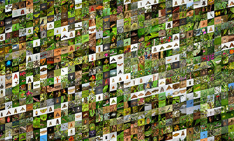 Ecuador 2021 trip summary With this collage I'm wrapping up overage of our 2021 Ecuador trip. Some stats and links below, for the interested.

Full travel report:
https://ferdychristant.com/ecuador-2021-travel-report-d4653820de46

Stats:
1,460 published photos
1,036 species
322 species intros
624 country intros
species identification rate: 73%

All photos:

https://www.jungledragon.com/tag/80295/ecuador_2021.html

Tags for each location in the trip:

https://www.jungledragon.com/tag/80299/alambi_reserve.html

https://www.jungledragon.com/tag/80377/bellavista_cloud_forest.html

https://www.jungledragon.com/tag/80942/rio_silanche_bird_sanctuary.html

https://www.jungledragon.com/tag/80974/milpe_bird_sanctuary.html

https://www.jungledragon.com/tag/81401/refugio_paz_de_las_aves.html

https://www.jungledragon.com/tag/81447/baos.html

https://www.jungledragon.com/tag/81454/finca_heimatlos.html

https://www.jungledragon.com/tag/63778/antisana_ecological_reserve.html

https://www.jungledragon.com/tag/82080/sani_lodge.html

https://www.jungledragon.com/tag/82870/cayambe_coca_ecological_reserve.html

https://www.jungledragon.com/tag/82908/los_cedros_reserve.html

A special thanks to Christine and Thibaud for regularly helping out with identifications, much appreciated! Ecuador,South America,World