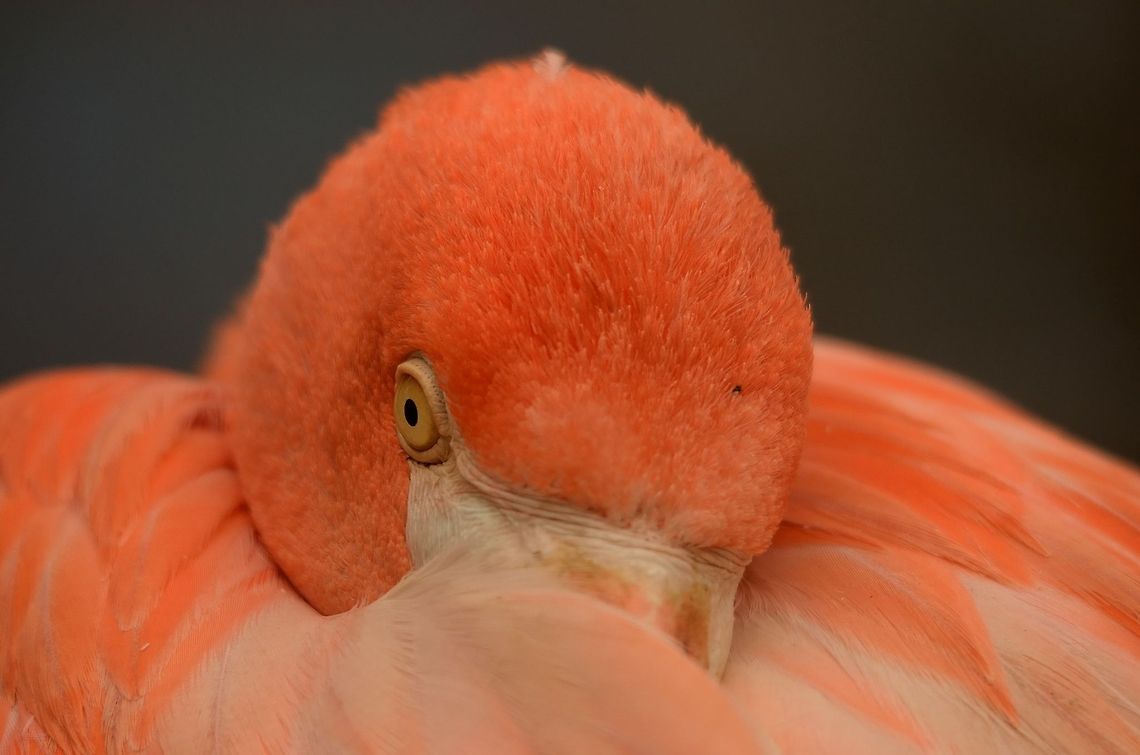 Flamingo hiding in own feathers A closeup of a bright pink flamingo hides in its own feathers. Flamingo,Greater Flamingo,Phoenicopterus roseus,Rhenen Zoo