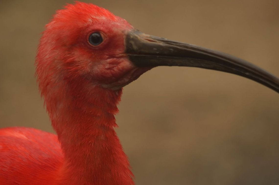 Scarlet Ibis closeup Sideview closeup of a bright red Scarlet Ibis in the Rhenen zoo, the Netherlands. Eudocimus ruber,Ibis,Rhenen Zoo,Scarlet Ibis