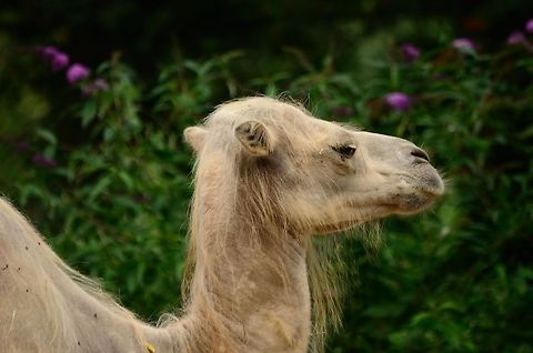 Bactrian camel side view A sideview of a Bactrian Camel, a creature optimized to conserve moist. They can drink a 100 liters of water within 10 minutes.  Bactrian Camel,Bactrian camel,Camel,Camelus bactrianus,Rhenen Zoo