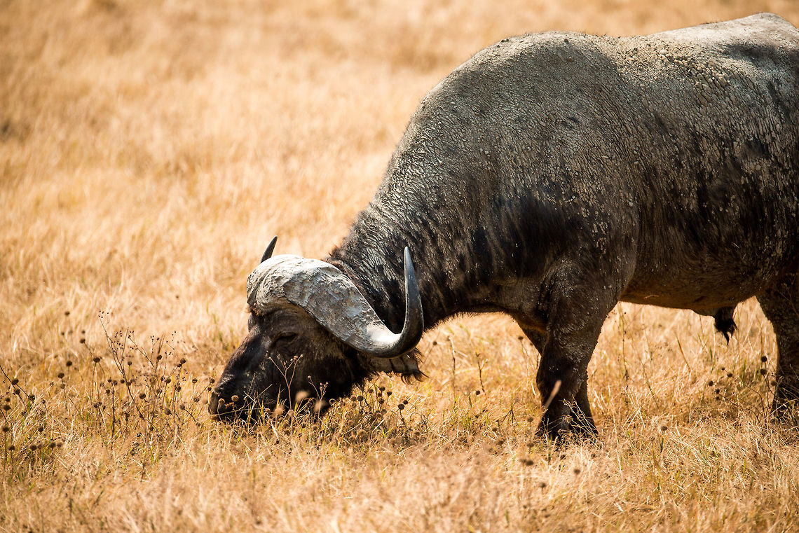 Mud-covered large African buffalo grazing on Ngorongoro crater floor  Africa,African buffalo,Geotagged,Ngorongoro,Ngorongoro Crater,Serengeti area,Syncerus caffer,Tanzania