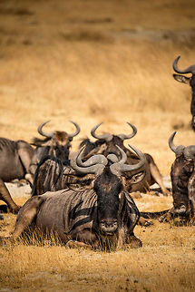Frontal Wildebeest on Ngorongoro crater floor  Africa,Blue wildebeest,Connochaetes taurinus,Geotagged,Ngorongoro,Ngorongoro Crater,Serengeti area,Tanzania