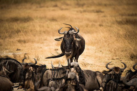 Wildebeest leader on Ngorongoro crater floor Beard waving in the strong wind... Africa,Blue wildebeest,Connochaetes taurinus,Geotagged,Ngorongoro,Ngorongoro Crater,Serengeti area,Tanzania