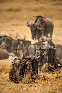Blue Wildebeest resting on Ngorongoro crater floor  Africa,Blue wildebeest,Connochaetes taurinus,Geotagged,Ngorongoro,Ngorongoro Crater,Serengeti area,Tanzania