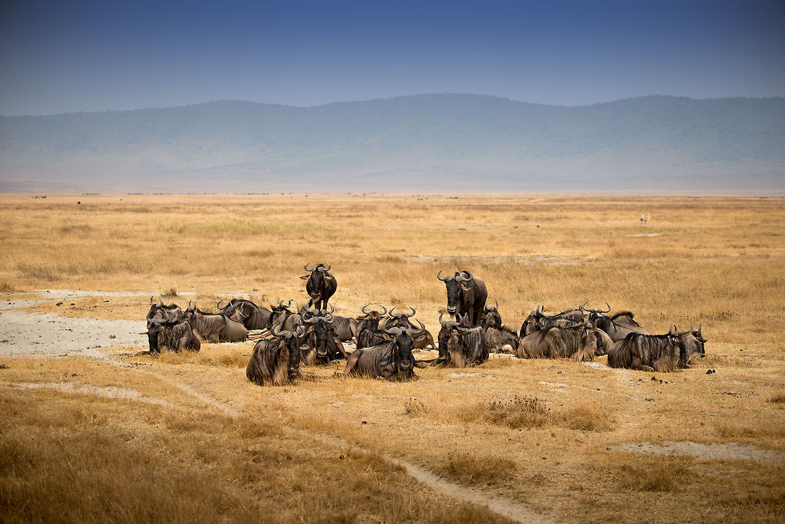 Small group of Wildebeests resting on Ngorongoro crater floor This photo gives an impression of the unique ecosystem inside the crater. Notice how flat it is and therefore how easy it is to spot animals. In the background there are several birds and grazers visible. Africa,Blue wildebeest,Connochaetes taurinus,Geotagged,Ngorongoro,Ngorongoro Crater,Serengeti area,Tanzania