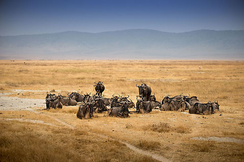 Small group of Wildebeests resting on Ngorongoro crater floor This photo gives an impression of the unique ecosystem inside the crater. Notice how flat it is and therefore how easy it is to spot animals. In the background there are several birds and grazers visible. Africa,Blue wildebeest,Connochaetes taurinus,Geotagged,Ngorongoro,Ngorongoro Crater,Serengeti area,Tanzania