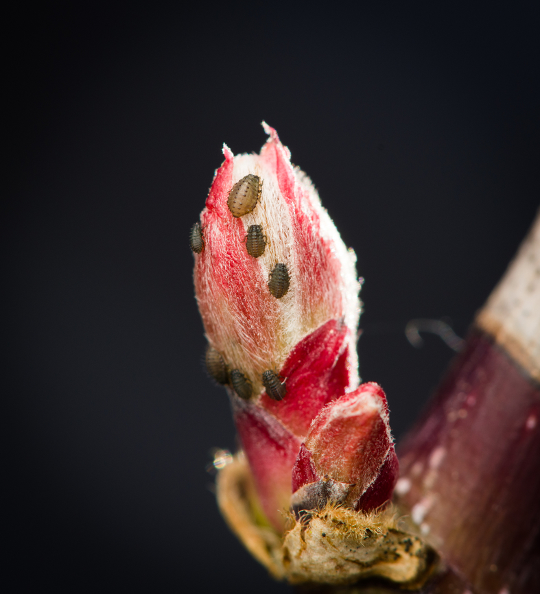 Novius/Rodolia cardinalis larvae on flower bud, Heesch, Netherlands  Diffuser,Europe,Heesch,Netherlands,World,the Netherlands