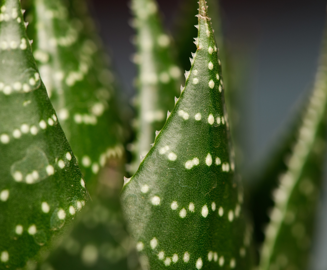 Lace Aloe - leaves, Heesch, Netherlands Originally from South Africa, but this is a cultivated indoor plant.<br />
<figure class="photo"><a href="https://www.jungledragon.com/image/135358/lace_aloe_heesch_netherlands.html" title="Lace Aloe, Heesch, Netherlands"><img src="https://s3.amazonaws.com/media.jungledragon.com/images/2/135358_thumb.jpg?AWSAccessKeyId=05GMT0V3GWVNE7GGM1R2&Expires=1759968010&Signature=BgHkTxOx6cqMaKyB3S7u5MM7lUM%3D" width="200" height="134" alt="Lace Aloe, Heesch, Netherlands Originally from South Africa, but this is a cultivated indoor plant.<br />
https://www.jungledragon.com/image/135357/lace_aloe_-_leaves_heesch_netherlands.html Aristaloe aristata,Diffuser,Europe,Heesch,Netherlands,World,the Netherlands" /></a></figure> Aristaloe aristata,Diffuser,Europe,Heesch,Lace Aloe,Netherlands,World,the Netherlands