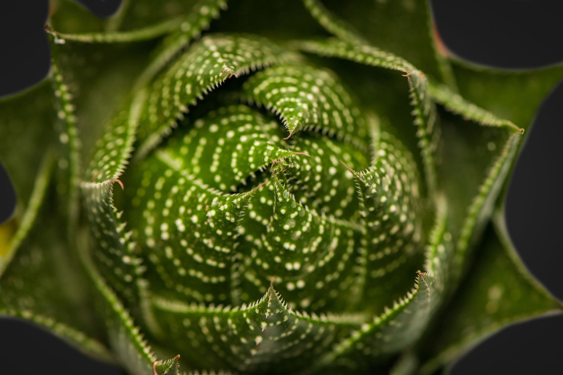 Lace Aloe, Heesch, Netherlands Originally from South Africa, but this is a cultivated indoor plant.<br />
<figure class="photo"><a href="https://www.jungledragon.com/image/135357/lace_aloe_-_leaves_heesch_netherlands.html" title="Lace Aloe - leaves, Heesch, Netherlands"><img src="https://s3.amazonaws.com/media.jungledragon.com/images/2/135357_thumb.jpg?AWSAccessKeyId=05GMT0V3GWVNE7GGM1R2&Expires=1759968010&Signature=O9Rlk706TdHuA2CM%2BL%2BnO0honWc%3D" width="200" height="166" alt="Lace Aloe - leaves, Heesch, Netherlands Originally from South Africa, but this is a cultivated indoor plant.<br />
https://www.jungledragon.com/image/135358/lace_aloe_heesch_netherlands.html Aristaloe aristata,Diffuser,Europe,Heesch,Lace Aloe,Netherlands,World,the Netherlands" /></a></figure> Aristaloe aristata,Diffuser,Europe,Heesch,Netherlands,World,the Netherlands