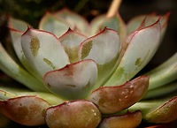 Echeveria pulidonis "Hercules", Heesch, Netherlands This is a cultivated variant/hybrid named "Hercules" of the Echeveria pulidonis species. The original species is from Central America, this one I just purchased.<br />
<br />
In the background of the photo you can see the beginning of the stalk, to which these flowers are attached:<br />
https://www.jungledragon.com/image/135363/echeveria_pulidonis_hercules_-_flowers_heesch_netherlands.html<br />
 Diffuser,Echeveria pulidonis,Europe,Heesch,Netherlands,World,the Netherlands