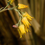Echeveria pulidonis "Hercules" - flowers, Heesch, Netherlands This is a cultivated variant/hybrid named "Hercules" of the Echeveria pulidonis species. The original species is from Central America, this one I just purchased.<br />
<br />
Base of plant:<br />
https://www.jungledragon.com/image/135362/echeveria_pulidonis_hercules_heesch_netherlands.html Diffuser,Echeveria pulidonis,Europe,Heesch,Netherlands,World,the Netherlands