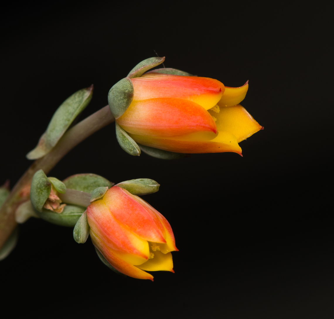 Echeveria pulidonis "Hercules" - flowers 3, Heesch, Netherlands Cultivated/purchased plant. The exact species is unknown. It may be possible to identify it based on the flowers, but no clear match yet due to several candidates.<br />
<figure class="photo"><a href="https://www.jungledragon.com/image/135369/echeveria_sp._heesch_netherlands.html" title="Echeveria sp., Heesch, Netherlands"><img src="https://s3.amazonaws.com/media.jungledragon.com/images/2/135369_thumb.jpg?AWSAccessKeyId=05GMT0V3GWVNE7GGM1R2&Expires=1759968010&Signature=mK6R9i%2B%2FhtEe4X22rzHdAl4mzto%3D" width="200" height="134" alt="Echeveria sp., Heesch, Netherlands Cultivated/purchased plant. The exact species is unknown. It may be possible to identify it based on the flowers, but no clear match yet due to several candidates.<br />
https://www.jungledragon.com/image/135370/echeveria_pulidonis_hercules_-_flowers_1_heesch_netherlands.html<br />
https://www.jungledragon.com/image/135368/echeveria_pulidonis_hercules_-_flowers_2_heesch_netherlands.html<br />
https://www.jungledragon.com/image/135367/echeveria_pulidonis_hercules_-_flowers_3_heesch_netherlands.html Diffuser,Europe,Heesch,Netherlands,World,the Netherlands" /></a></figure><br />
<figure class="photo"><a href="https://www.jungledragon.com/image/135370/echeveria_pulidonis_hercules_-_flowers_1_heesch_netherlands.html" title="Echeveria pulidonis &quot;Hercules&quot; - flowers 1, Heesch, Netherlands"><img src="https://s3.amazonaws.com/media.jungledragon.com/images/2/135370_thumb.jpg?AWSAccessKeyId=05GMT0V3GWVNE7GGM1R2&Expires=1759968010&Signature=30yOHha5eSIzvlFNlj6qwtzl9qE%3D" width="122" height="152" alt="Echeveria pulidonis &quot;Hercules&quot; - flowers 1, Heesch, Netherlands Cultivated/purchased plant. The exact species is unknown. It may be possible to identify it based on the flowers, but no clear match yet due to several candidates.<br />
https://www.jungledragon.com/image/135369/echeveria_sp._heesch_netherlands.html<br />
https://www.jungledragon.com/image/135368/echeveria_pulidonis_hercules_-_flowers_2_heesch_netherlands.html<br />
https://www.jungledragon.com/image/135367/echeveria_pulidonis_hercules_-_flowers_3_heesch_netherlands.html Diffuser,Europe,Heesch,Netherlands,World,the Netherlands" /></a></figure><br />
<figure class="photo"><a href="https://www.jungledragon.com/image/135368/echeveria_pulidonis_hercules_-_flowers_2_heesch_netherlands.html" title="Echeveria pulidonis &quot;Hercules&quot; - flowers 2, Heesch, Netherlands"><img src="https://s3.amazonaws.com/media.jungledragon.com/images/2/135368_thumb.jpg?AWSAccessKeyId=05GMT0V3GWVNE7GGM1R2&Expires=1759968010&Signature=2xn0Hv%2F%2BmeHZcEhh%2BAhBy%2Fin6U8%3D" width="142" height="152" alt="Echeveria pulidonis &quot;Hercules&quot; - flowers 2, Heesch, Netherlands Cultivated/purchased plant. The exact species is unknown. It may be possible to identify it based on the flowers, but no clear match yet due to several candidates.<br />
https://www.jungledragon.com/image/135369/echeveria_sp._heesch_netherlands.html<br />
https://www.jungledragon.com/image/135370/echeveria_pulidonis_hercules_-_flowers_1_heesch_netherlands.html<br />
https://www.jungledragon.com/image/135367/echeveria_pulidonis_hercules_-_flowers_3_heesch_netherlands.html Diffuser,Europe,Heesch,Netherlands,World,the Netherlands" /></a></figure> Diffuser,Europe,Heesch,Netherlands,World,the Netherlands