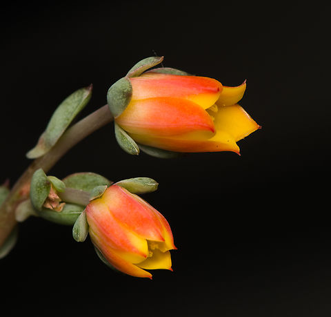Echeveria pulidonis "Hercules" - flowers 3, Heesch, Netherlands Cultivated/purchased plant. The exact species is unknown. It may be possible to identify it based on the flowers, but no clear match yet due to several candidates.
https://www.jungledragon.com/image/135369/echeveria_sp._heesch_netherlands.html
https://www.jungledragon.com/image/135370/echeveria_pulidonis_hercules_-_flowers_1_heesch_netherlands.html
https://www.jungledragon.com/image/135368/echeveria_pulidonis_hercules_-_flowers_2_heesch_netherlands.html Diffuser,Europe,Heesch,Netherlands,World,the Netherlands