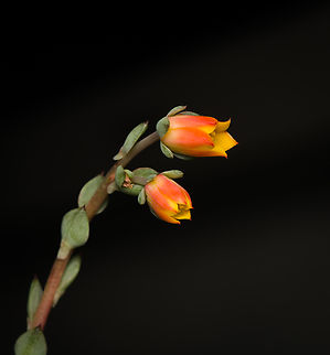 Echeveria pulidonis "Hercules" - flowers 2, Heesch, Netherlands Cultivated/purchased plant. The exact species is unknown. It may be possible to identify it based on the flowers, but no clear match yet due to several candidates.
https://www.jungledragon.com/image/135369/echeveria_sp._heesch_netherlands.html
https://www.jungledragon.com/image/135370/echeveria_pulidonis_hercules_-_flowers_1_heesch_netherlands.html
https://www.jungledragon.com/image/135367/echeveria_pulidonis_hercules_-_flowers_3_heesch_netherlands.html Diffuser,Europe,Heesch,Netherlands,World,the Netherlands