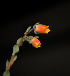 Echeveria pulidonis "Hercules" - flowers 2, Heesch, Netherlands Cultivated/purchased plant. The exact species is unknown. It may be possible to identify it based on the flowers, but no clear match yet due to several candidates.<br />
https://www.jungledragon.com/image/135369/echeveria_sp._heesch_netherlands.html<br />
https://www.jungledragon.com/image/135370/echeveria_pulidonis_hercules_-_flowers_1_heesch_netherlands.html<br />
https://www.jungledragon.com/image/135367/echeveria_pulidonis_hercules_-_flowers_3_heesch_netherlands.html Diffuser,Europe,Heesch,Netherlands,World,the Netherlands