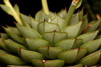 Echeveria sp., Heesch, Netherlands Cultivated/purchased plant. The exact species is unknown. It may be possible to identify it based on the flowers, but no clear match yet due to several candidates.<br />
https://www.jungledragon.com/image/135370/echeveria_pulidonis_hercules_-_flowers_1_heesch_netherlands.html<br />
https://www.jungledragon.com/image/135368/echeveria_pulidonis_hercules_-_flowers_2_heesch_netherlands.html<br />
https://www.jungledragon.com/image/135367/echeveria_pulidonis_hercules_-_flowers_3_heesch_netherlands.html Diffuser,Europe,Heesch,Netherlands,World,the Netherlands