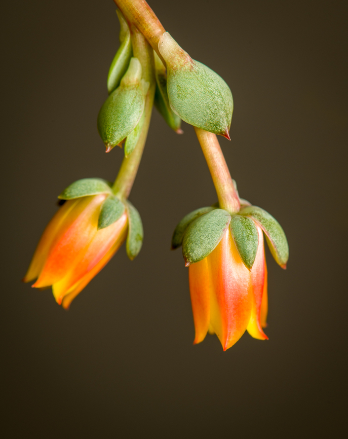 Echeveria pulidonis "Hercules" - flowers 1, Heesch, Netherlands Cultivated/purchased plant. The exact species is unknown. It may be possible to identify it based on the flowers, but no clear match yet due to several candidates.<br />
<figure class="photo"><a href="https://www.jungledragon.com/image/135369/echeveria_sp._heesch_netherlands.html" title="Echeveria sp., Heesch, Netherlands"><img src="https://s3.amazonaws.com/media.jungledragon.com/images/2/135369_thumb.jpg?AWSAccessKeyId=05GMT0V3GWVNE7GGM1R2&Expires=1759968010&Signature=mK6R9i%2B%2FhtEe4X22rzHdAl4mzto%3D" width="200" height="134" alt="Echeveria sp., Heesch, Netherlands Cultivated/purchased plant. The exact species is unknown. It may be possible to identify it based on the flowers, but no clear match yet due to several candidates.<br />
https://www.jungledragon.com/image/135370/echeveria_pulidonis_hercules_-_flowers_1_heesch_netherlands.html<br />
https://www.jungledragon.com/image/135368/echeveria_pulidonis_hercules_-_flowers_2_heesch_netherlands.html<br />
https://www.jungledragon.com/image/135367/echeveria_pulidonis_hercules_-_flowers_3_heesch_netherlands.html Diffuser,Europe,Heesch,Netherlands,World,the Netherlands" /></a></figure><br />
<figure class="photo"><a href="https://www.jungledragon.com/image/135368/echeveria_pulidonis_hercules_-_flowers_2_heesch_netherlands.html" title="Echeveria pulidonis &quot;Hercules&quot; - flowers 2, Heesch, Netherlands"><img src="https://s3.amazonaws.com/media.jungledragon.com/images/2/135368_thumb.jpg?AWSAccessKeyId=05GMT0V3GWVNE7GGM1R2&Expires=1759968010&Signature=2xn0Hv%2F%2BmeHZcEhh%2BAhBy%2Fin6U8%3D" width="142" height="152" alt="Echeveria pulidonis &quot;Hercules&quot; - flowers 2, Heesch, Netherlands Cultivated/purchased plant. The exact species is unknown. It may be possible to identify it based on the flowers, but no clear match yet due to several candidates.<br />
https://www.jungledragon.com/image/135369/echeveria_sp._heesch_netherlands.html<br />
https://www.jungledragon.com/image/135370/echeveria_pulidonis_hercules_-_flowers_1_heesch_netherlands.html<br />
https://www.jungledragon.com/image/135367/echeveria_pulidonis_hercules_-_flowers_3_heesch_netherlands.html Diffuser,Europe,Heesch,Netherlands,World,the Netherlands" /></a></figure><br />
<figure class="photo"><a href="https://www.jungledragon.com/image/135367/echeveria_pulidonis_hercules_-_flowers_3_heesch_netherlands.html" title="Echeveria pulidonis &quot;Hercules&quot; - flowers 3, Heesch, Netherlands"><img src="https://s3.amazonaws.com/media.jungledragon.com/images/2/135367_thumb.jpg?AWSAccessKeyId=05GMT0V3GWVNE7GGM1R2&Expires=1759968010&Signature=lQDN8%2BT0c6CegV%2BuJ4XF3xGz7VU%3D" width="200" height="192" alt="Echeveria pulidonis &quot;Hercules&quot; - flowers 3, Heesch, Netherlands Cultivated/purchased plant. The exact species is unknown. It may be possible to identify it based on the flowers, but no clear match yet due to several candidates.<br />
https://www.jungledragon.com/image/135369/echeveria_sp._heesch_netherlands.html<br />
https://www.jungledragon.com/image/135370/echeveria_pulidonis_hercules_-_flowers_1_heesch_netherlands.html<br />
https://www.jungledragon.com/image/135368/echeveria_pulidonis_hercules_-_flowers_2_heesch_netherlands.html Diffuser,Europe,Heesch,Netherlands,World,the Netherlands" /></a></figure> Diffuser,Europe,Heesch,Netherlands,World,the Netherlands