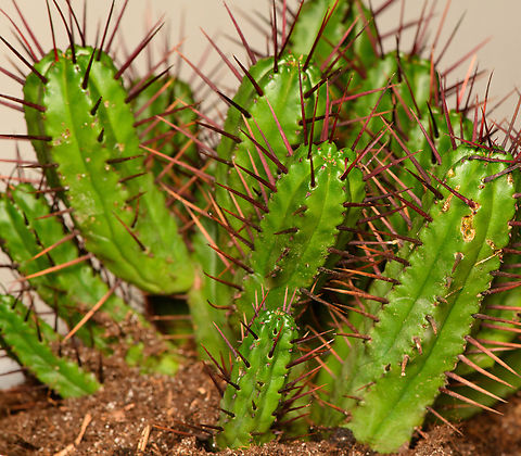 Euphorbia heptagona / Euphorbia enopla, Heesch, Netherlands Cultivated/purchased plant. It seems to have a very complicated naming history, it's still often referred to as Euphorbia enopla yet the latest accepted name see this as a variant of Euphorbia heptagona.

Interestingly, it's not a cactus, it's a spurge. Diffuser,Euphorbia heptagona,Europe,Heesch,Netherlands,Rock Barrelwort,World,the Netherlands