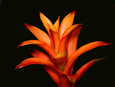 Guzmania lingulata - flower 1, Heesch, Netherlands Cultivated, potted plant. A few experimental shots with off-camera flash and strong diffusion.
https://www.jungledragon.com/image/135700/guzmania_lingulata_-_full_plant_1_heesch_netherlands.html
https://www.jungledragon.com/image/135701/guzmania_lingulata_-_full_plant_2_heesch_netherlands.html
https://www.jungledragon.com/image/135702/guzmania_lingulata_-_flower_2_heesch_netherlands.html Diffuser,Europe,Guzmania lingulata,Heesch,Netherlands,Scarlet Star,World,the Netherlands