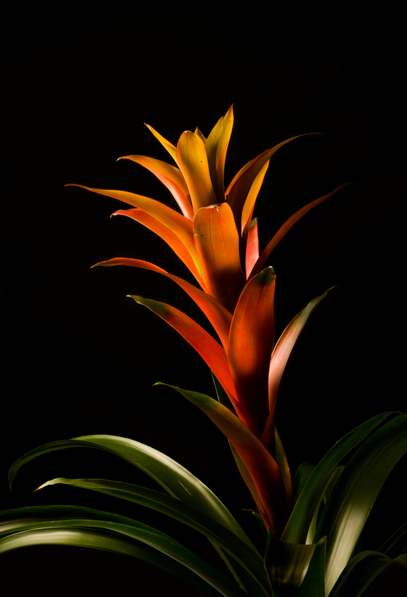 Guzmania lingulata - full plant 1, Heesch, Netherlands Cultivated, potted plant. A few experimental shots with off-camera flash and strong diffusion.<br />
<figure class="photo"><a href="https://www.jungledragon.com/image/135699/guzmania_lingulata_-_flower_1_heesch_netherlands.html" title="Guzmania lingulata - flower 1, Heesch, Netherlands"><img src="https://s3.amazonaws.com/media.jungledragon.com/images/2/135699_thumb.jpg?AWSAccessKeyId=05GMT0V3GWVNE7GGM1R2&Expires=1759968010&Signature=m7PWrebWbZwSx9Jat7FcPcU63dY%3D" width="200" height="152" alt="Guzmania lingulata - flower 1, Heesch, Netherlands Cultivated, potted plant. A few experimental shots with off-camera flash and strong diffusion.<br />
https://www.jungledragon.com/image/135700/guzmania_lingulata_-_full_plant_1_heesch_netherlands.html<br />
https://www.jungledragon.com/image/135701/guzmania_lingulata_-_full_plant_2_heesch_netherlands.html<br />
https://www.jungledragon.com/image/135702/guzmania_lingulata_-_flower_2_heesch_netherlands.html Diffuser,Europe,Guzmania lingulata,Heesch,Netherlands,Scarlet Star,World,the Netherlands" /></a></figure><br />
<figure class="photo"><a href="https://www.jungledragon.com/image/135701/guzmania_lingulata_-_full_plant_2_heesch_netherlands.html" title="Guzmania lingulata - full plant 2, Heesch, Netherlands"><img src="https://s3.amazonaws.com/media.jungledragon.com/images/2/135701_thumb.jpg?AWSAccessKeyId=05GMT0V3GWVNE7GGM1R2&Expires=1759968010&Signature=KevToZdUEO7CfaVOOHgAkobwjWw%3D" width="102" height="152" alt="Guzmania lingulata - full plant 2, Heesch, Netherlands Cultivated, potted plant. A few experimental shots with off-camera flash and strong diffusion.<br />
https://www.jungledragon.com/image/135699/guzmania_lingulata_-_flower_1_heesch_netherlands.html<br />
https://www.jungledragon.com/image/135700/guzmania_lingulata_-_full_plant_1_heesch_netherlands.html<br />
https://www.jungledragon.com/image/135702/guzmania_lingulata_-_flower_2_heesch_netherlands.html Diffuser,Europe,Guzmania lingulata,Heesch,Netherlands,Scarlet Star,World,the Netherlands" /></a></figure><br />
<figure class="photo"><a href="https://www.jungledragon.com/image/135702/guzmania_lingulata_-_flower_2_heesch_netherlands.html" title="Guzmania lingulata - flower 2, Heesch, Netherlands"><img src="https://s3.amazonaws.com/media.jungledragon.com/images/2/135702_thumb.jpg?AWSAccessKeyId=05GMT0V3GWVNE7GGM1R2&Expires=1759968010&Signature=Wsbb%2BNei4tmDOk4Zj2OVUeELPSo%3D" width="200" height="134" alt="Guzmania lingulata - flower 2, Heesch, Netherlands Cultivated, potted plant. A few experimental shots with off-camera flash and strong diffusion.<br />
https://www.jungledragon.com/image/135699/guzmania_lingulata_-_flower_1_heesch_netherlands.html<br />
https://www.jungledragon.com/image/135700/guzmania_lingulata_-_full_plant_1_heesch_netherlands.html<br />
https://www.jungledragon.com/image/135701/guzmania_lingulata_-_full_plant_2_heesch_netherlands.html Diffuser,Europe,Guzmania lingulata,Heesch,Netherlands,Scarlet Star,World,the Netherlands" /></a></figure> Diffuser,Europe,Guzmania lingulata,Heesch,Netherlands,Scarlet Star,World,the Netherlands
